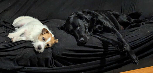 A Jack Russel terrier and black lab sleeping on a couch together.